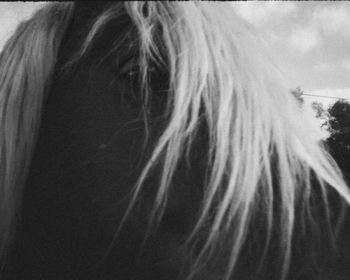 Crin de caballo en blanco y negro
